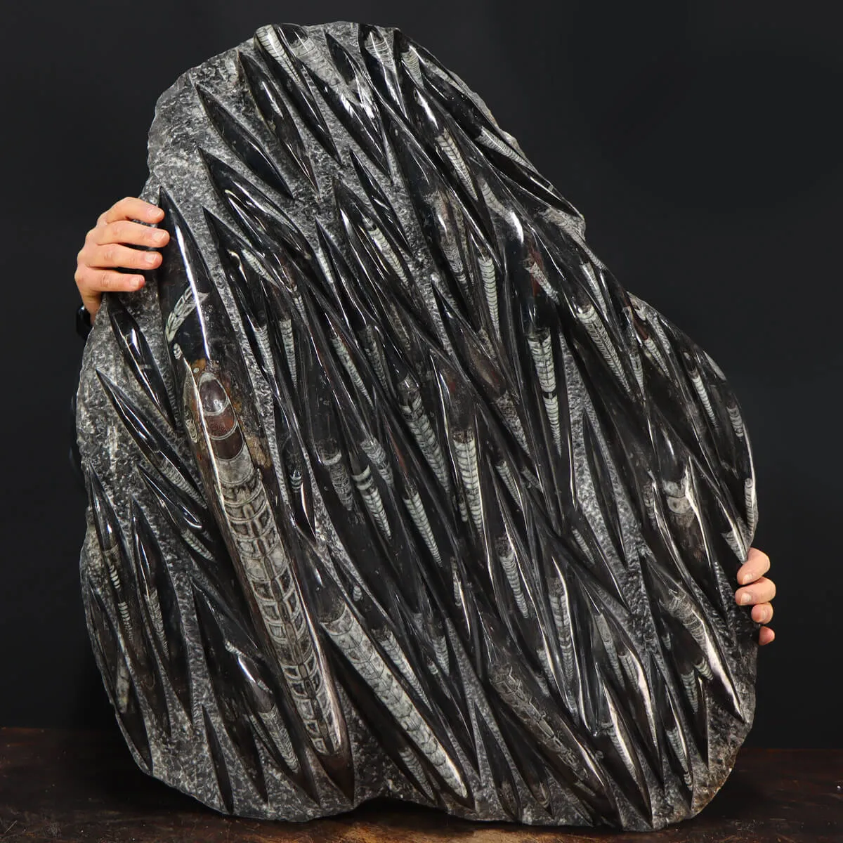Lastra con Orthoceras Fossili