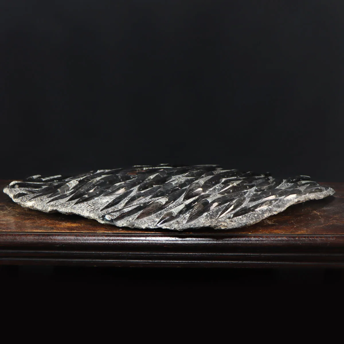 Lastra con Orthoceras Fossili