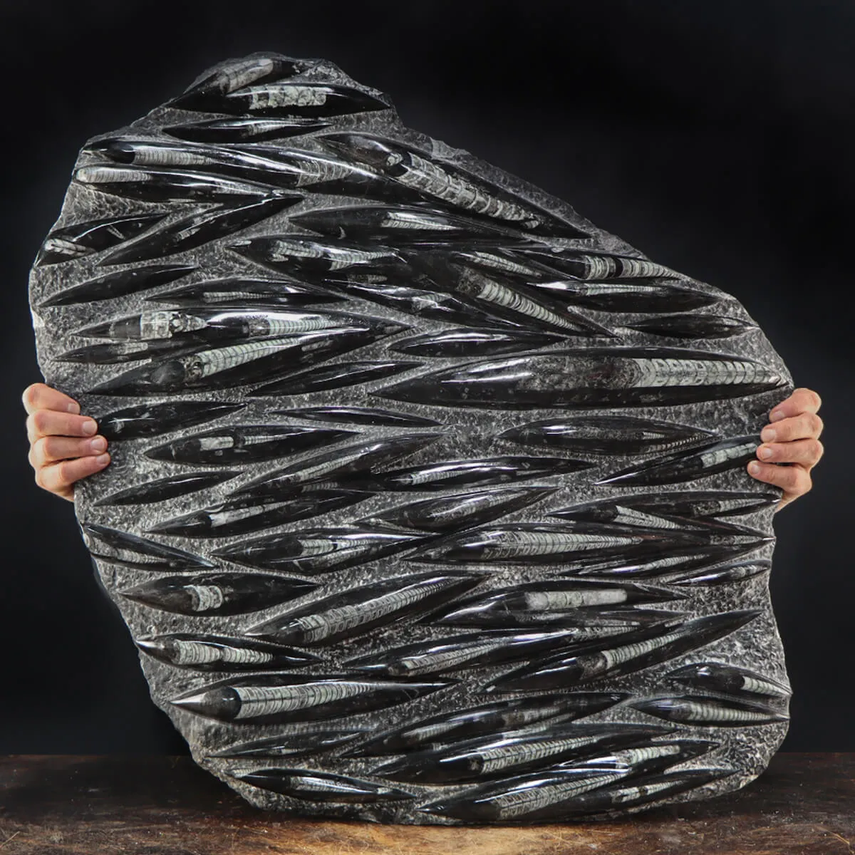 Lastra con Orthoceras Fossili