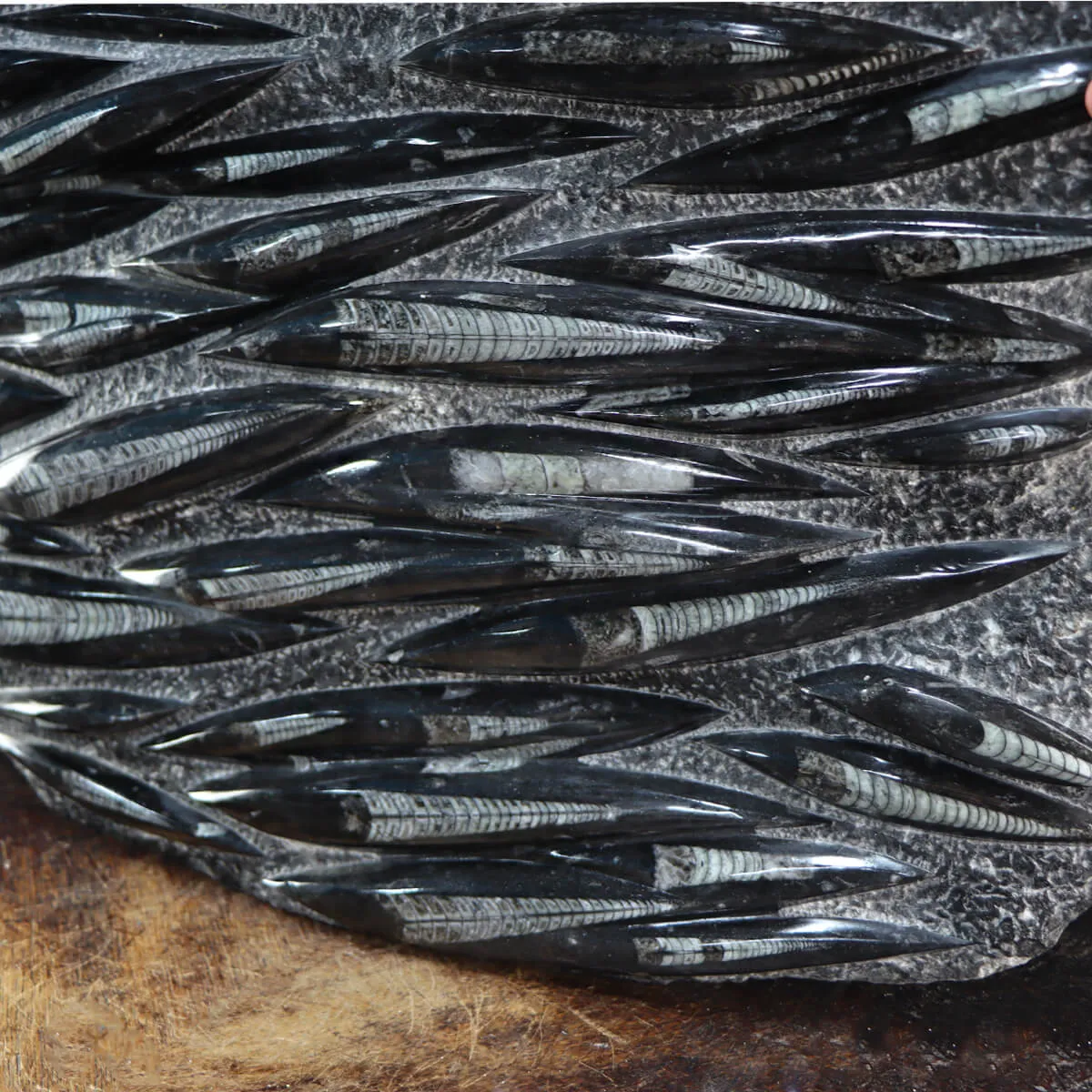 Lastra con Orthoceras Fossili
