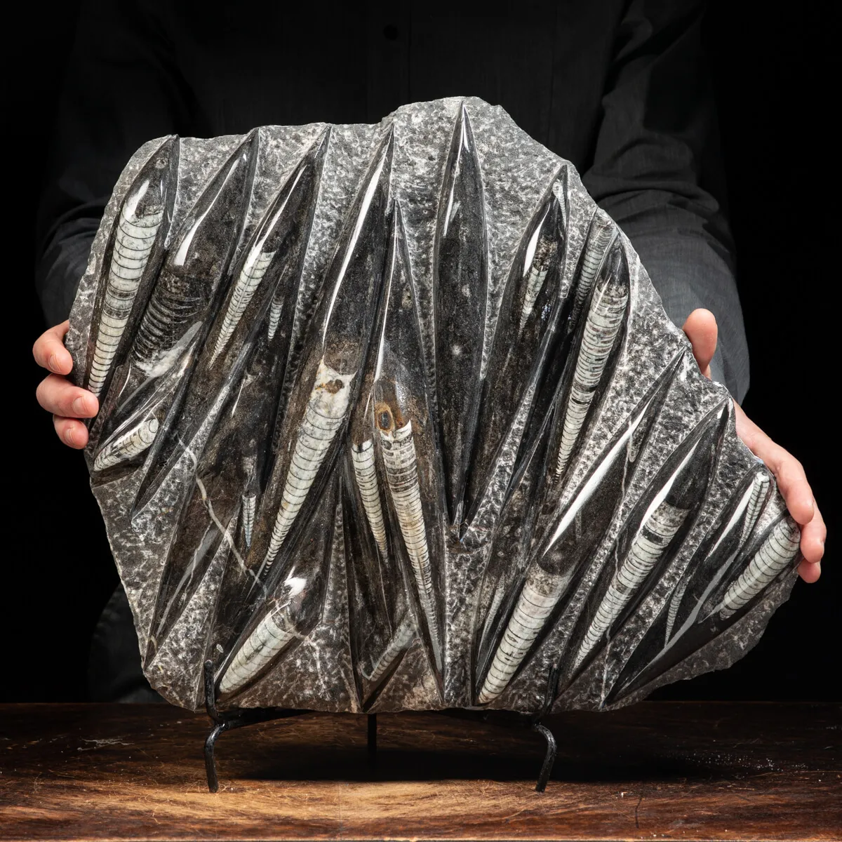 Lastra con Orthoceras Fossili