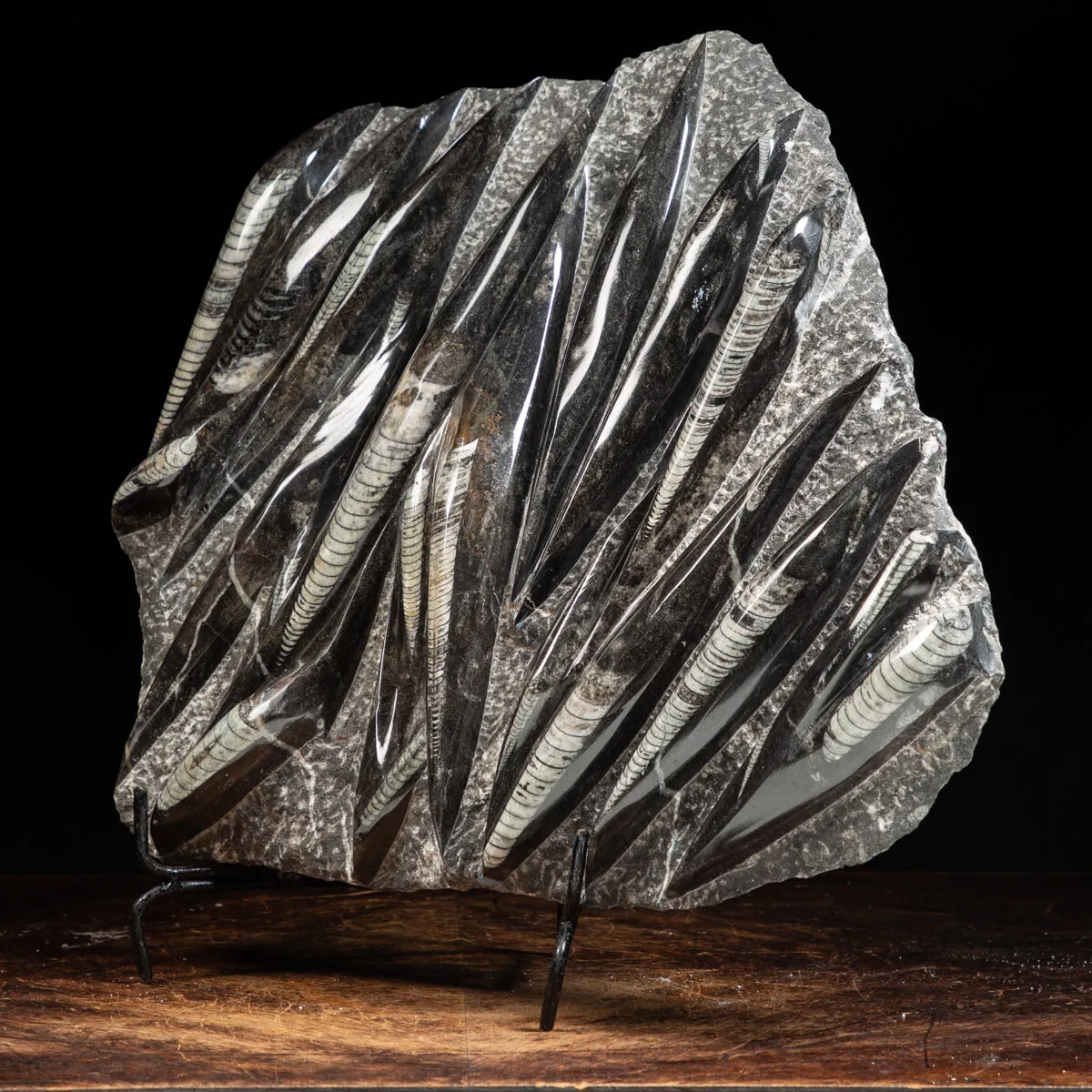 Lastra con Orthoceras Fossili