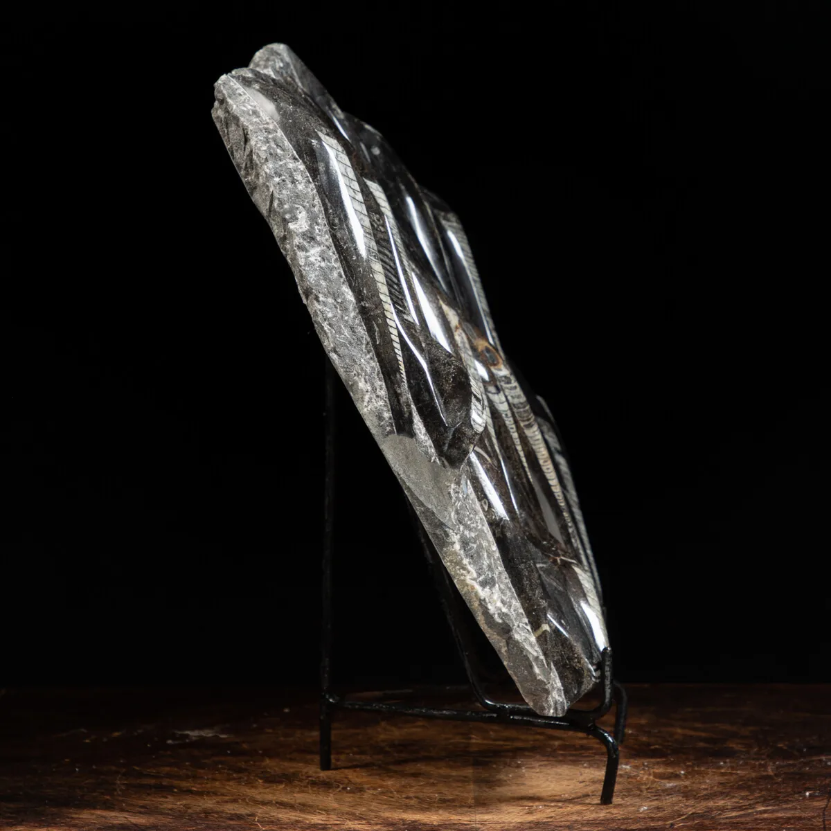 Lastra con Orthoceras Fossili