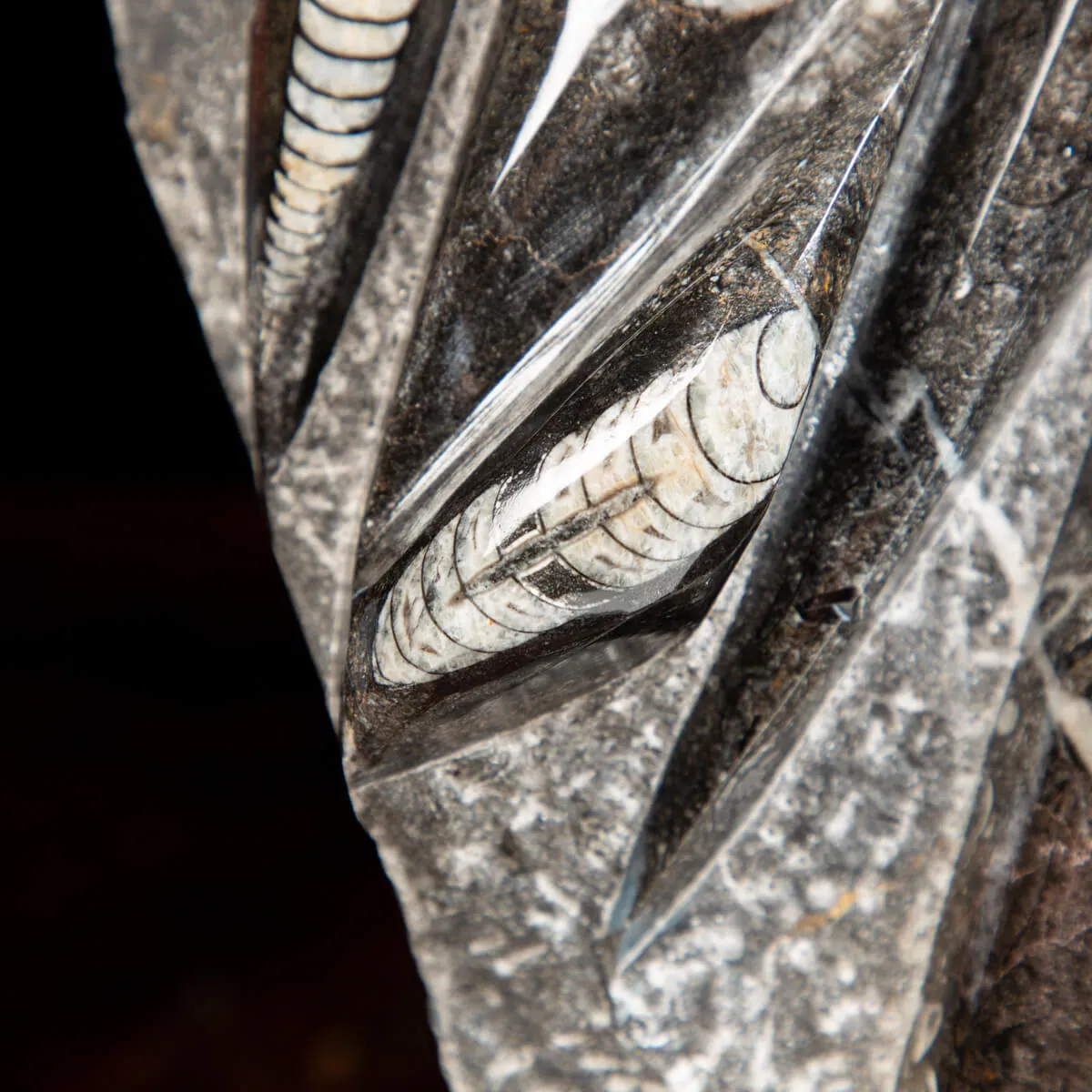 Lastra con Orthoceras Fossili