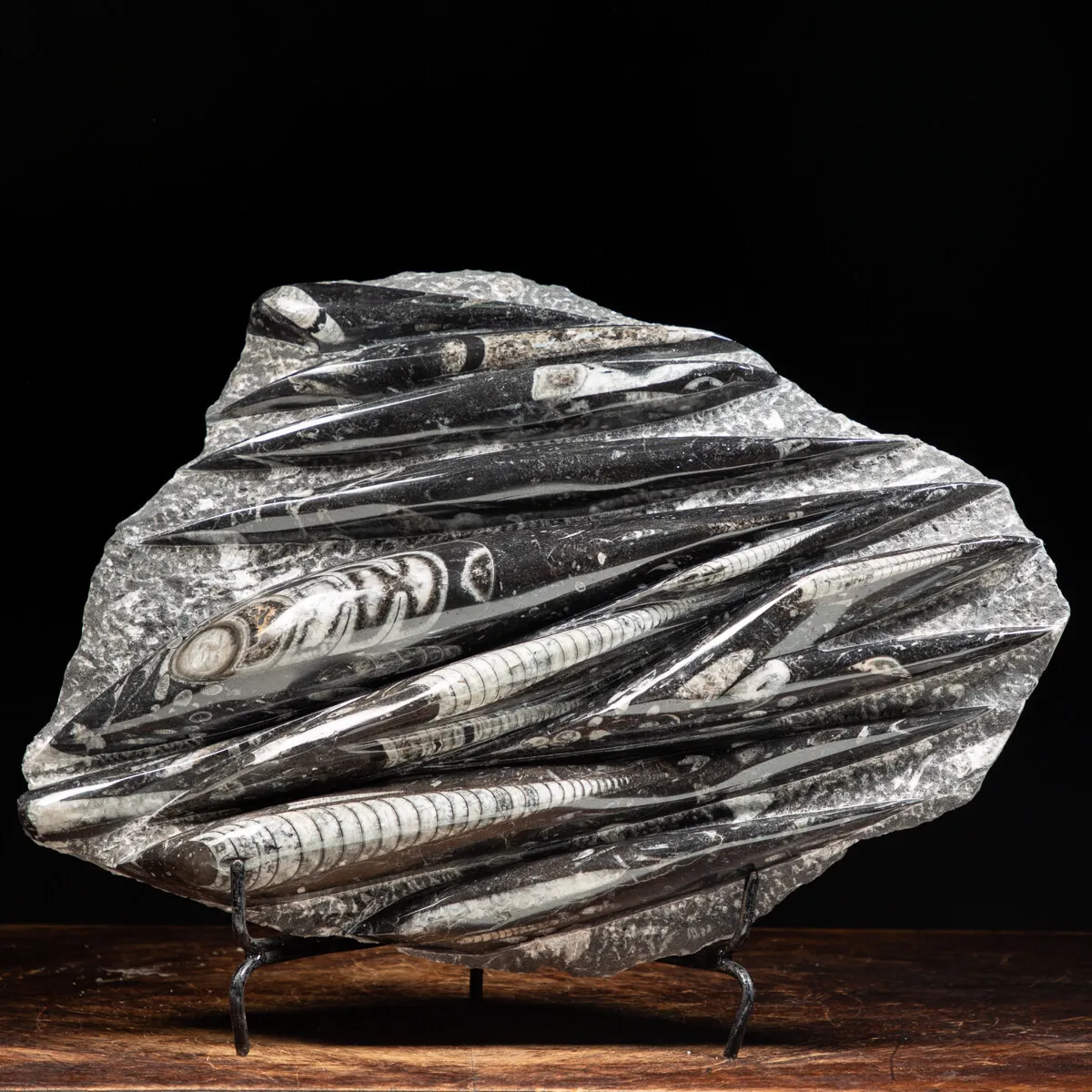 Lastra con Orthoceras Fossili