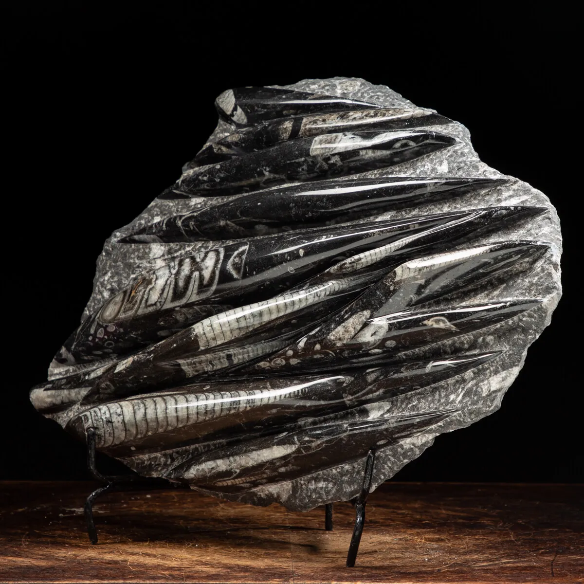 Lastra con Orthoceras Fossili