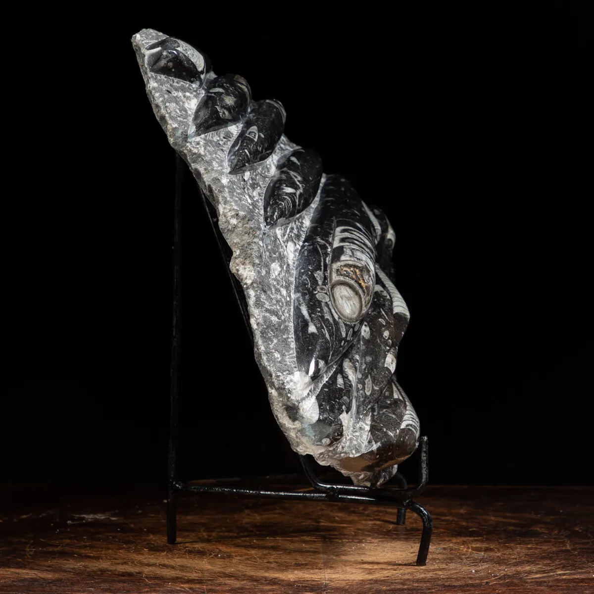 Lastra con Orthoceras Fossili