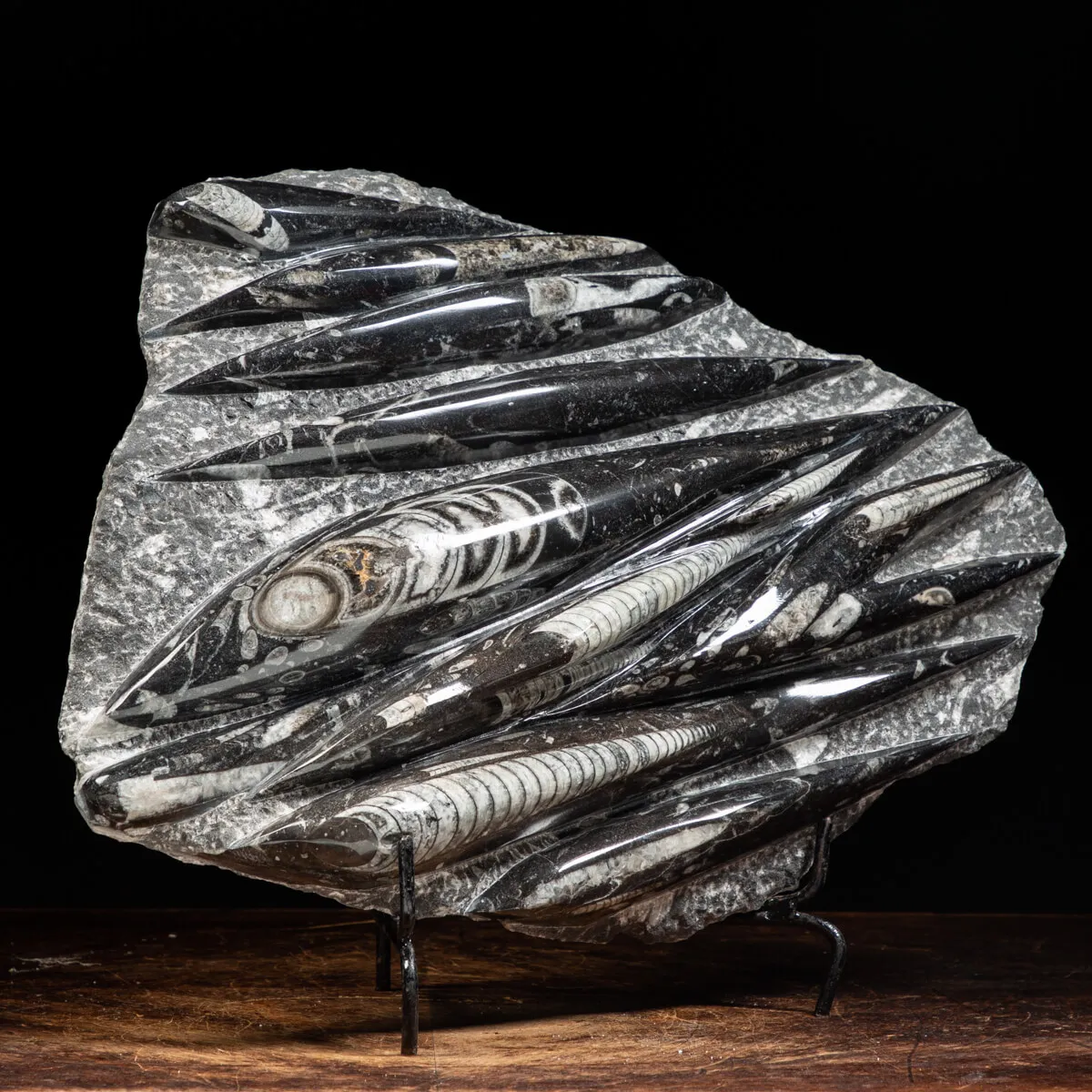 Lastra con Orthoceras Fossili
