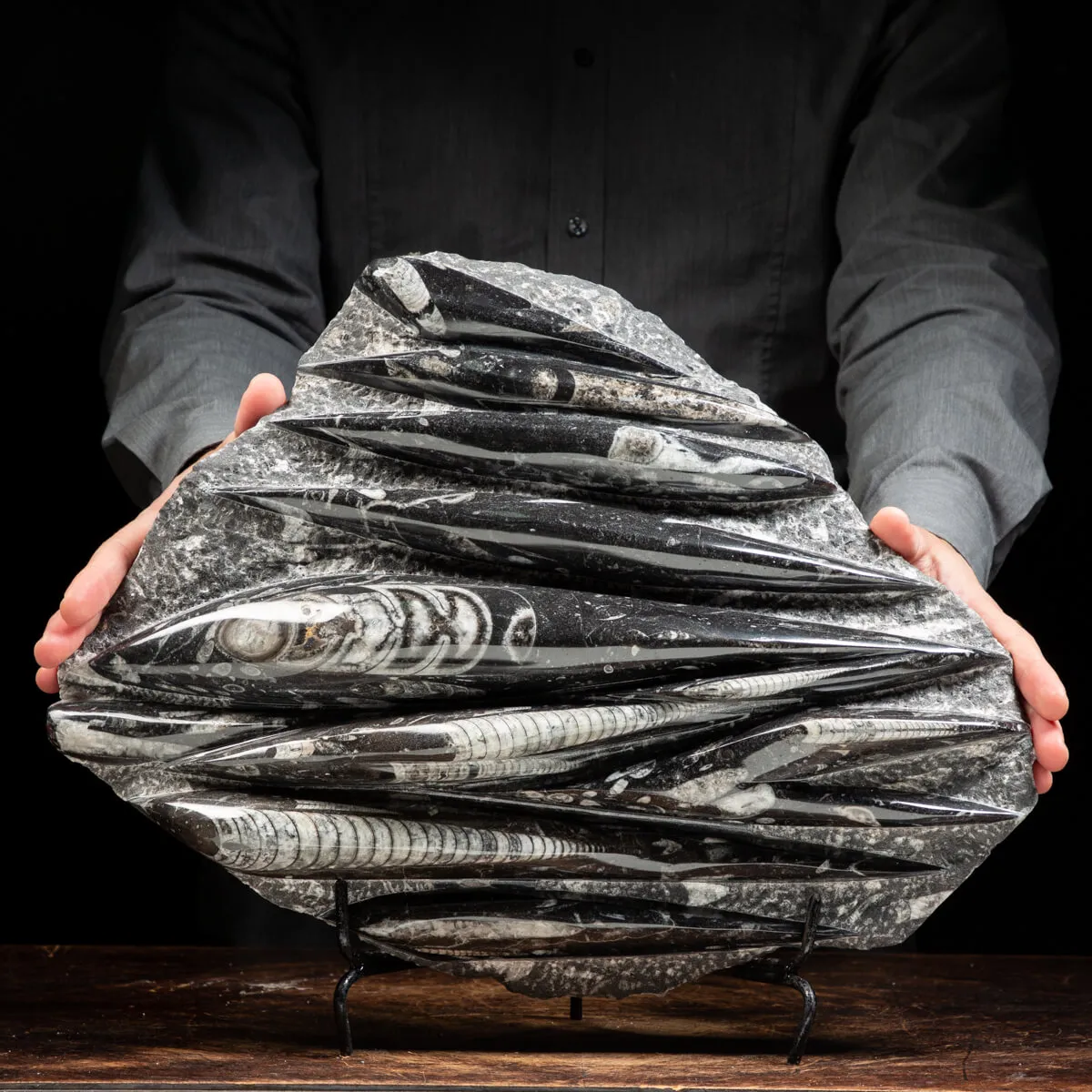 Lastra con Orthoceras Fossili