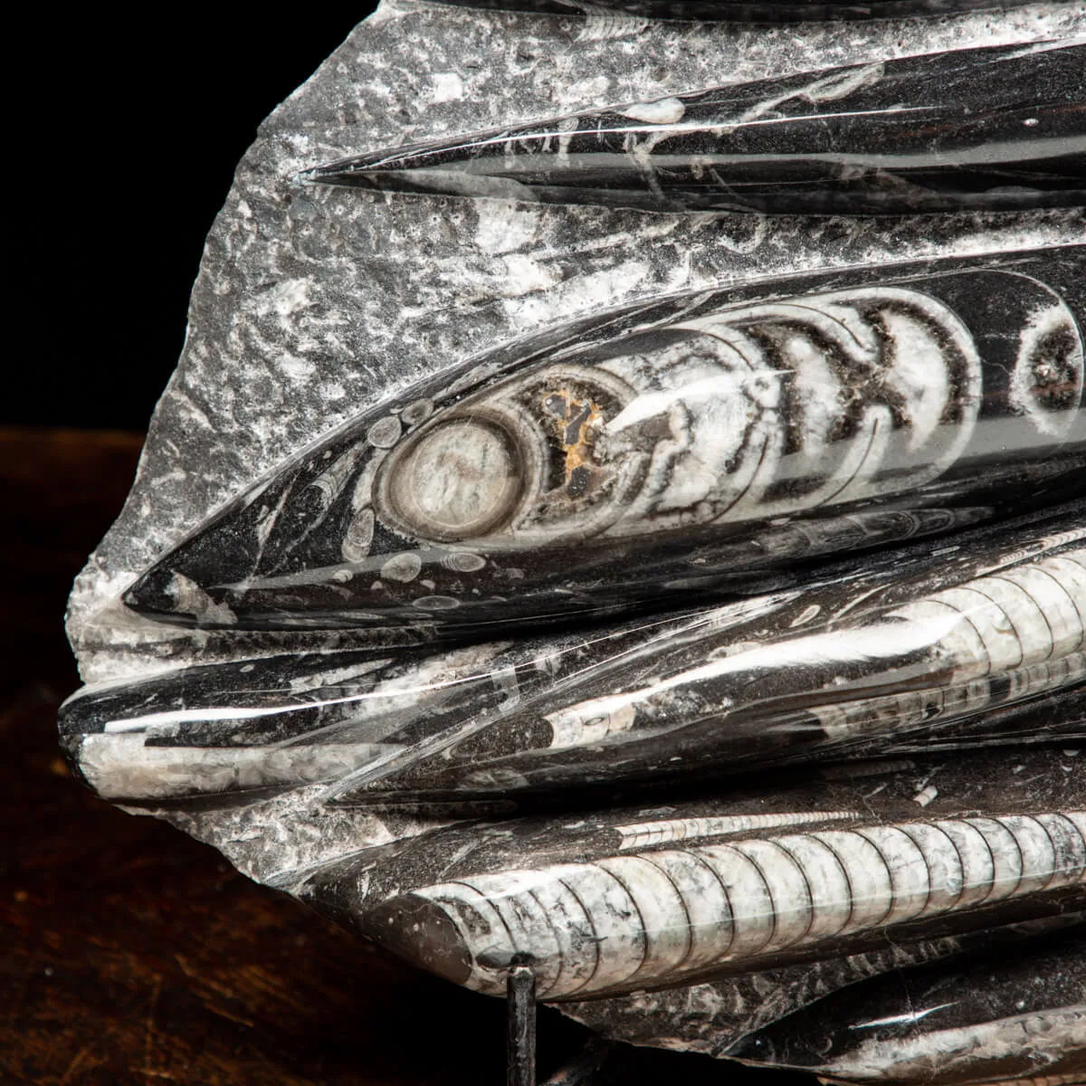 Lastra con Orthoceras Fossili