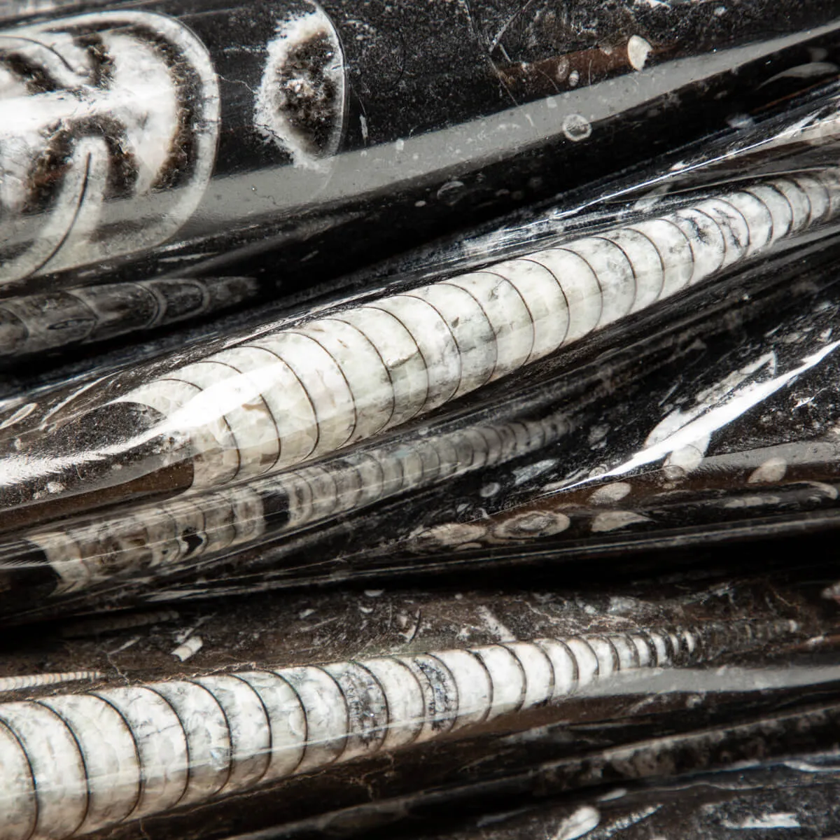 Lastra con Orthoceras Fossili
