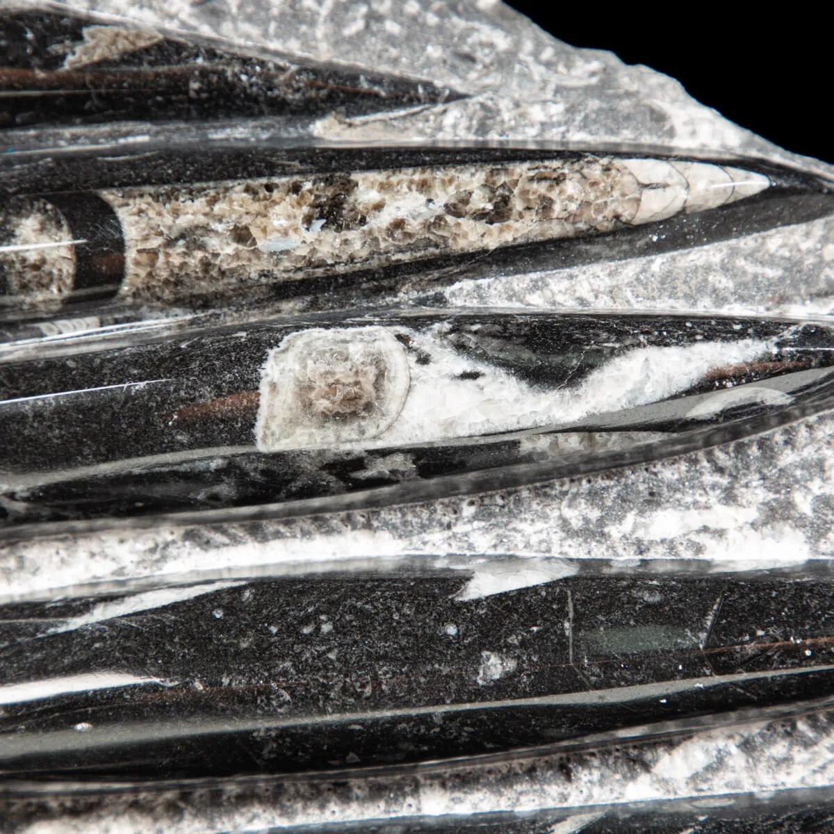 Lastra con Orthoceras Fossili