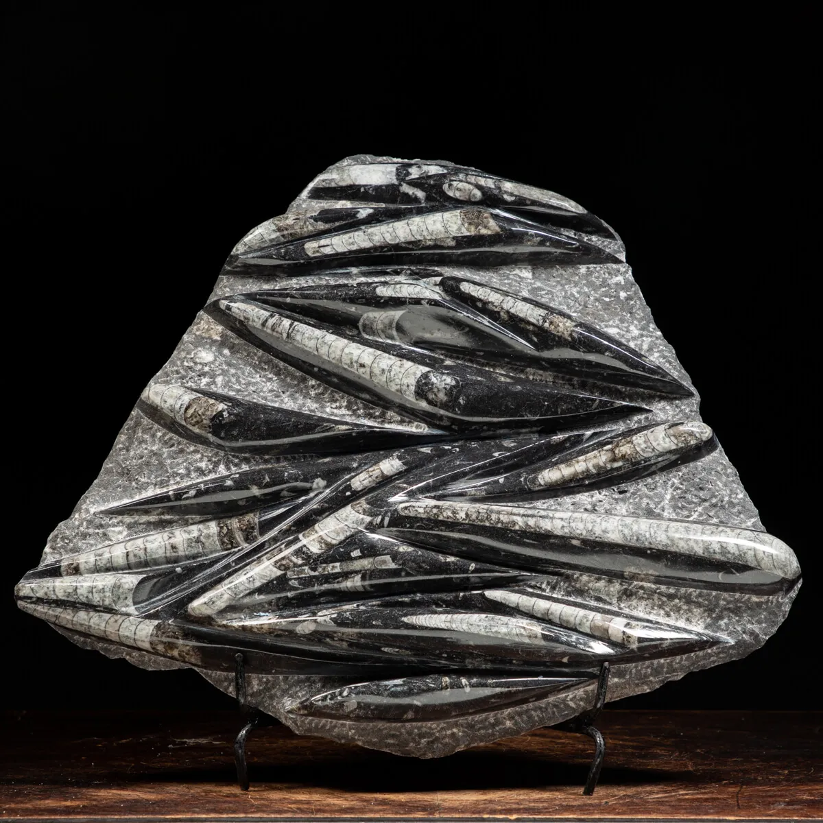 Lastra con Orthoceras Fossili