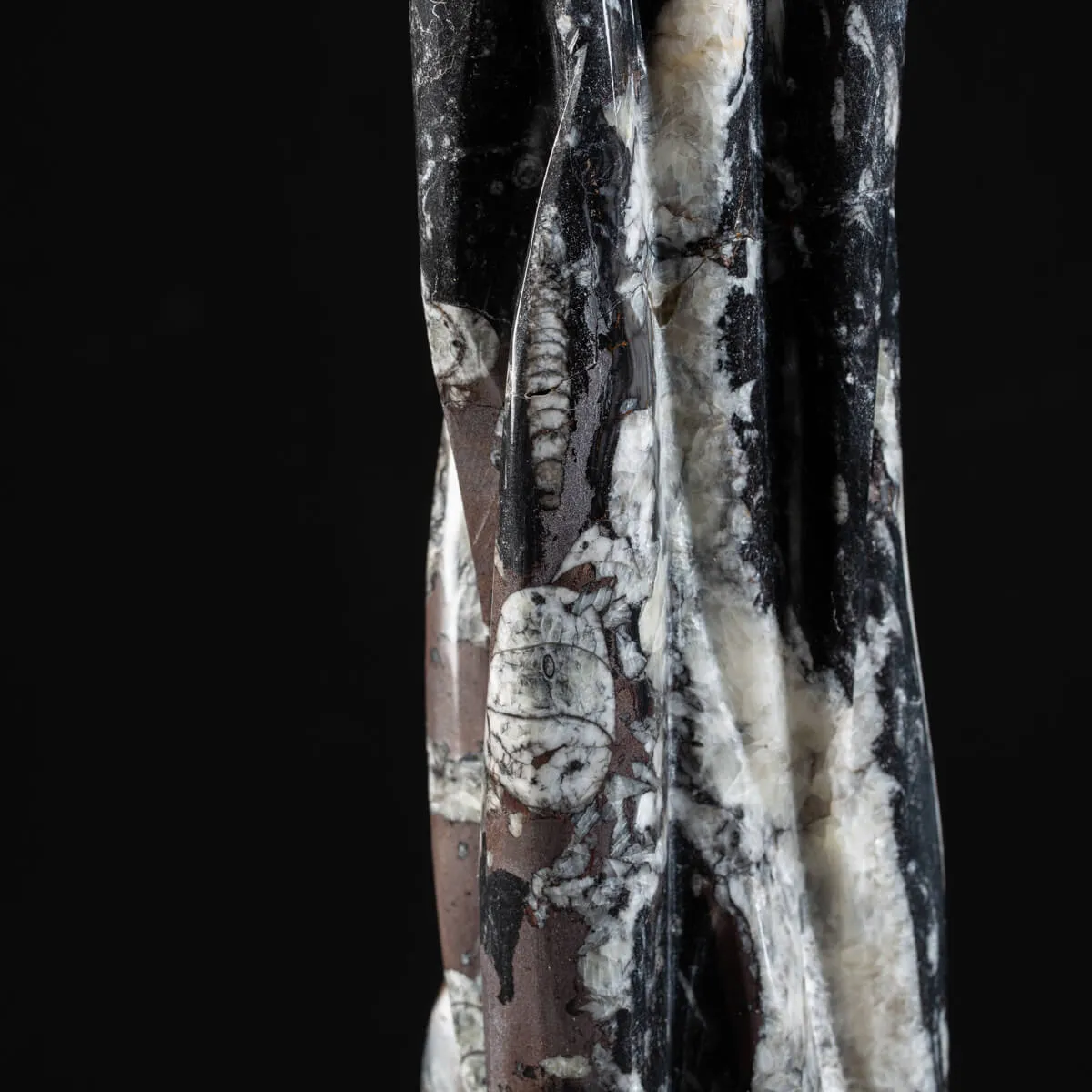 Torre con Orthoceras Fossili