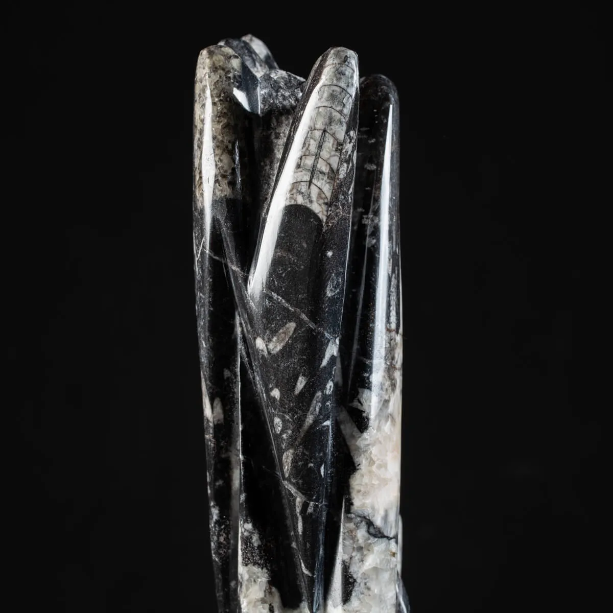 Torre con Orthoceras Fossili