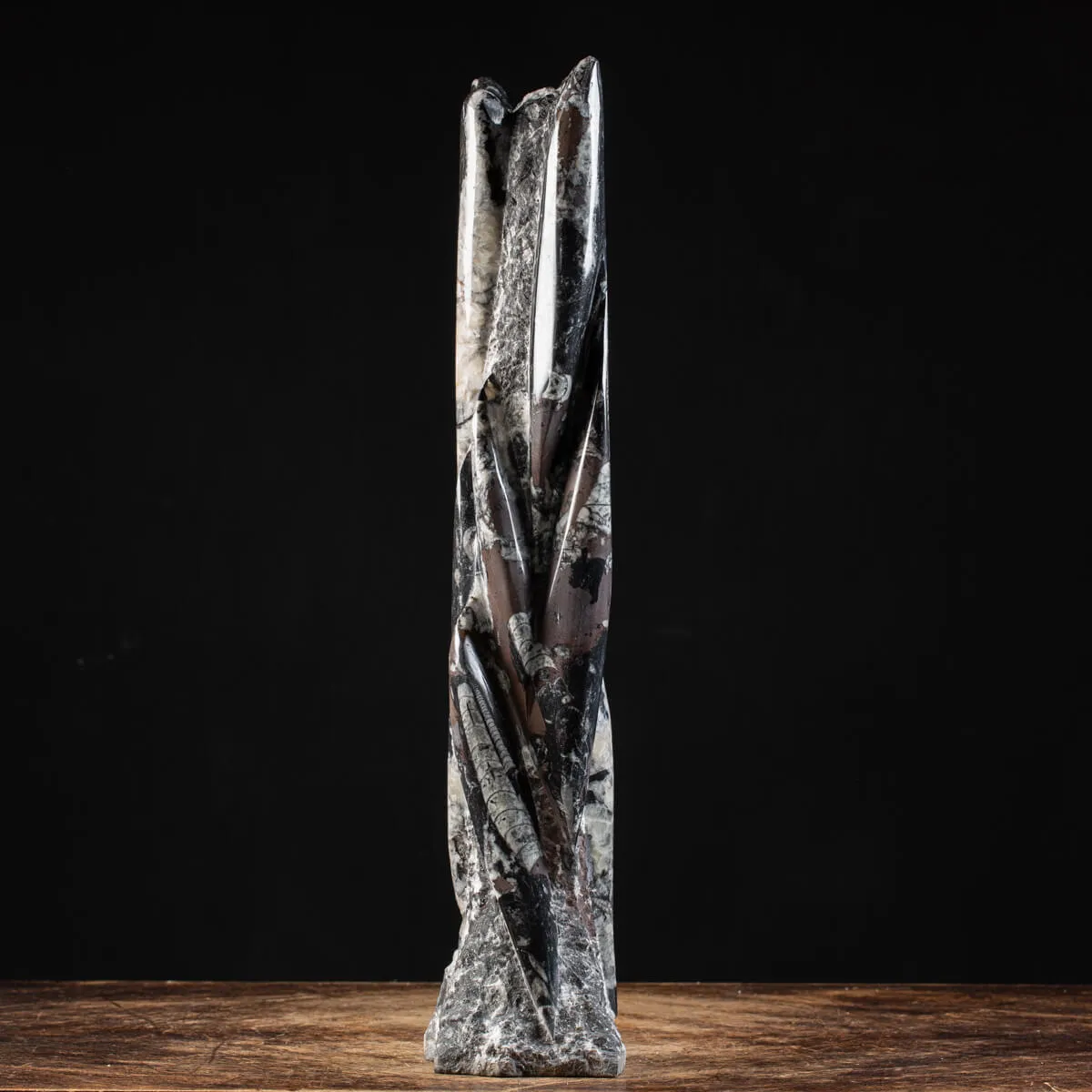 Torre con Orthoceras Fossili