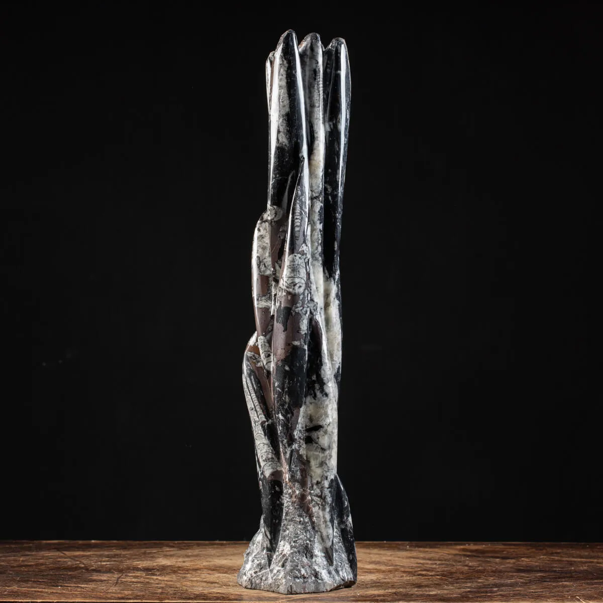 Torre con Orthoceras Fossili