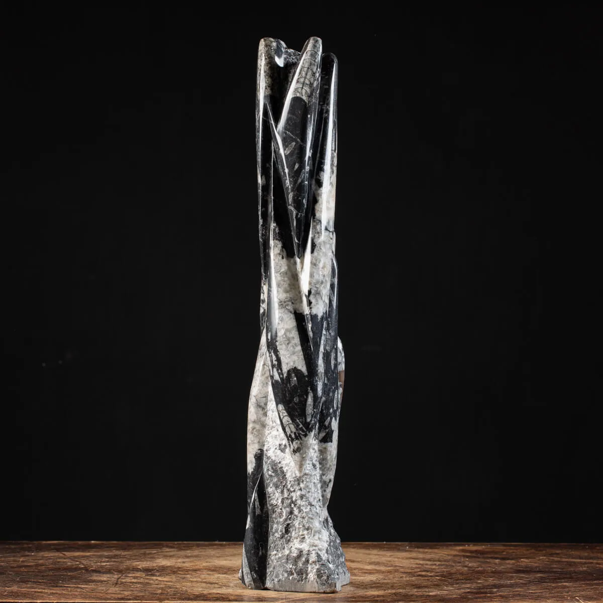 Torre con Orthoceras Fossili