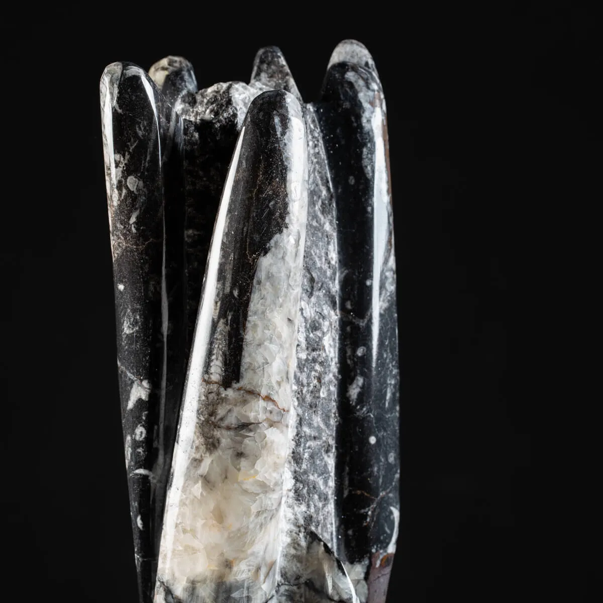 Torre con Orthoceras Fossili