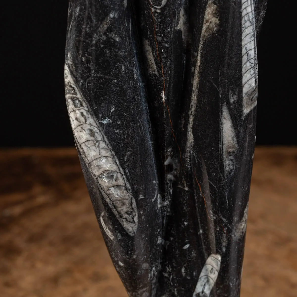 Lastra fossile di Orthoceras: Una Finestra nel Passato.