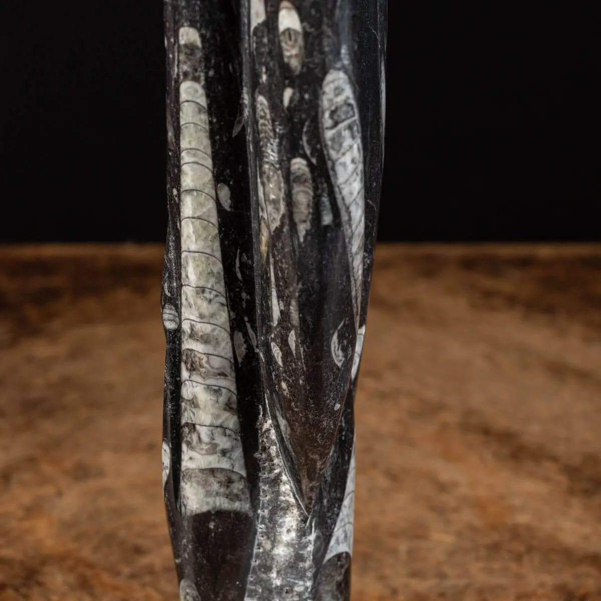 Lastra fossile di Orthoceras: Una Finestra nel Passato.