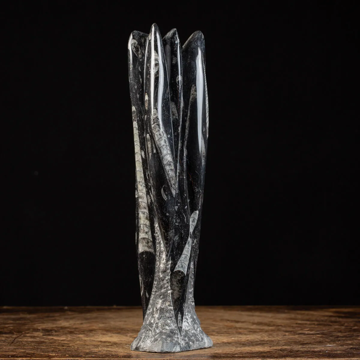 Lastra fossile di Orthoceras: Una Finestra nel Passato.