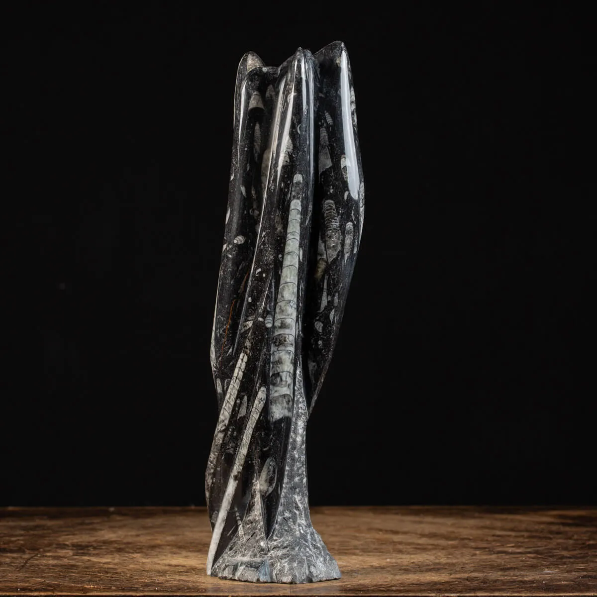 Lastra fossile di Orthoceras: Una Finestra nel Passato.