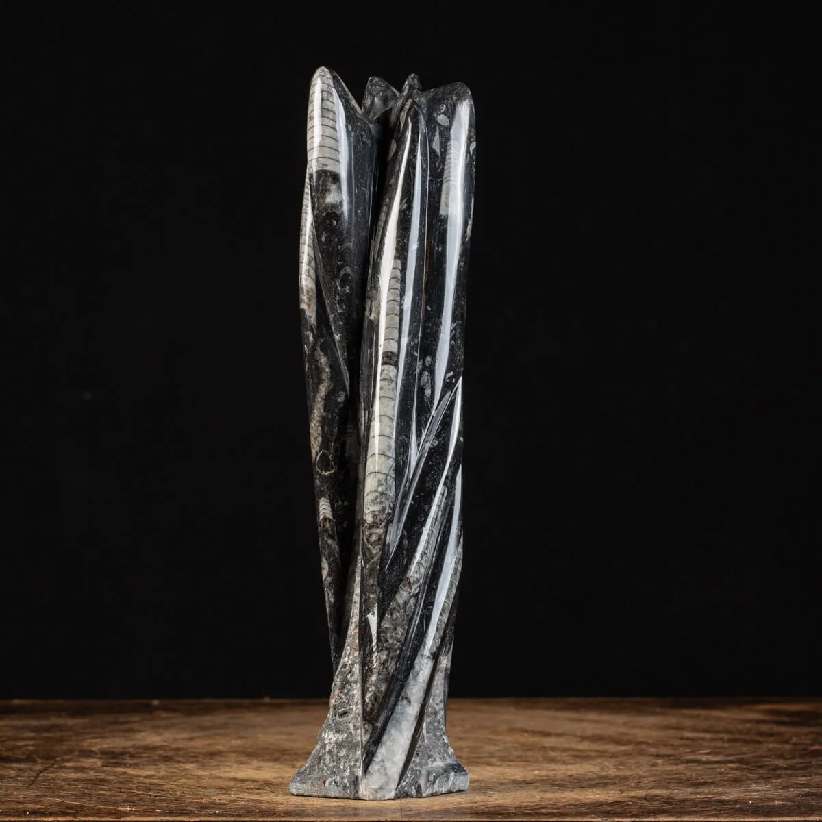 Lastra fossile di Orthoceras: Una Finestra nel Passato.