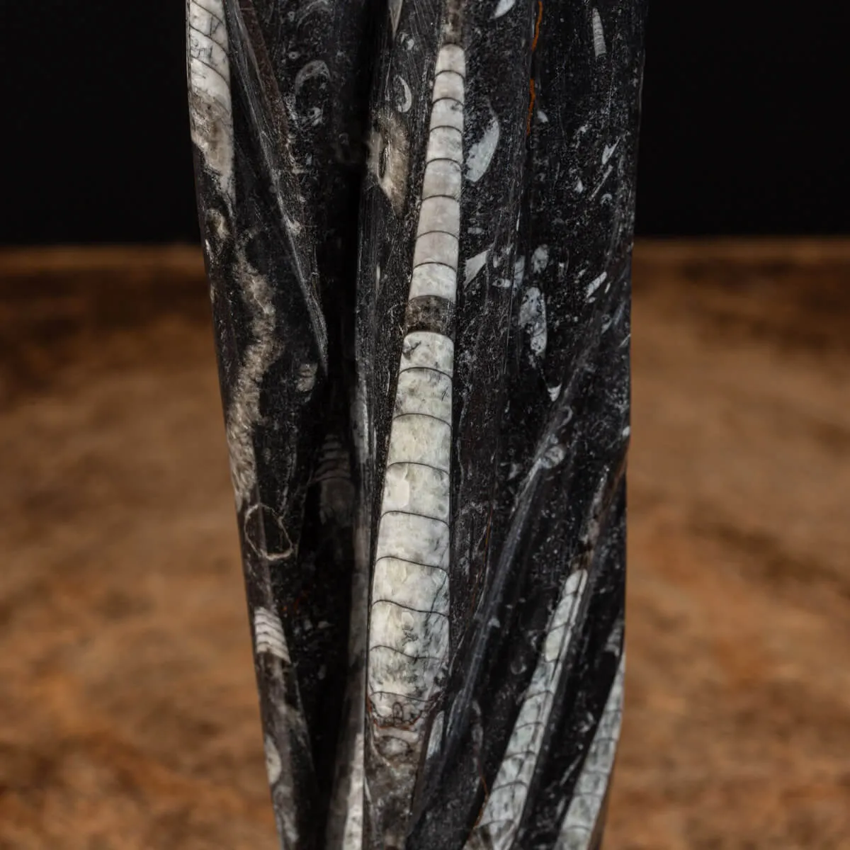Lastra fossile di Orthoceras: Una Finestra nel Passato.