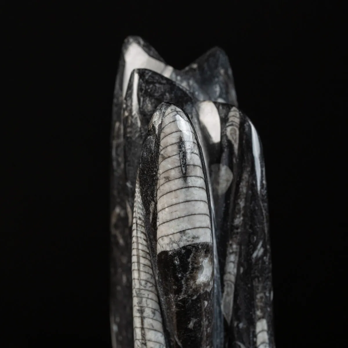Lastra fossile di Orthoceras: Una Finestra nel Passato.