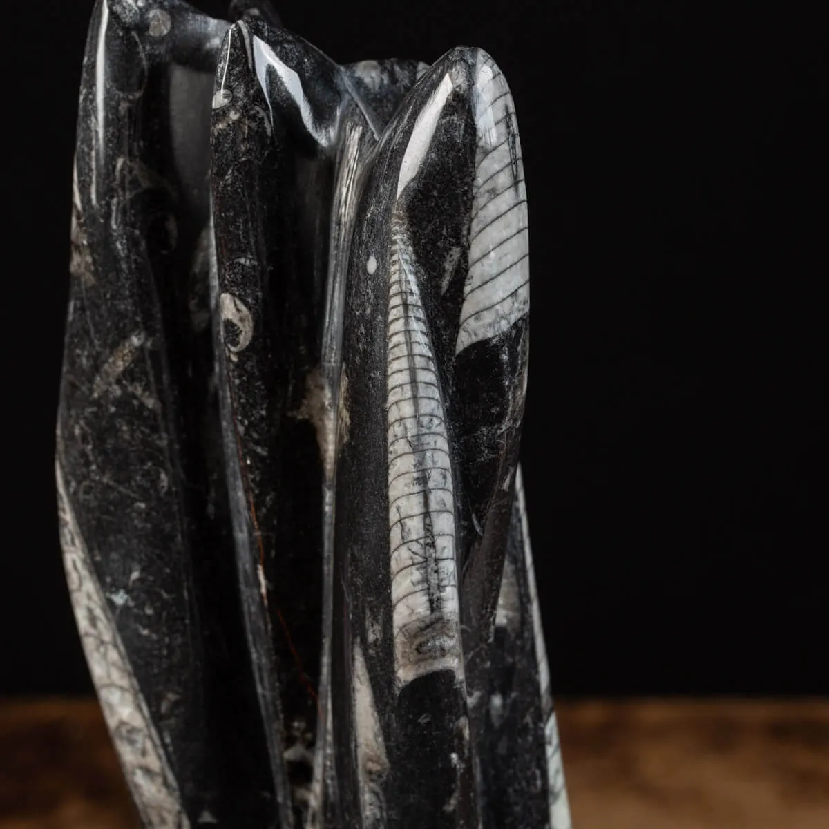 Lastra fossile di Orthoceras: Una Finestra nel Passato.