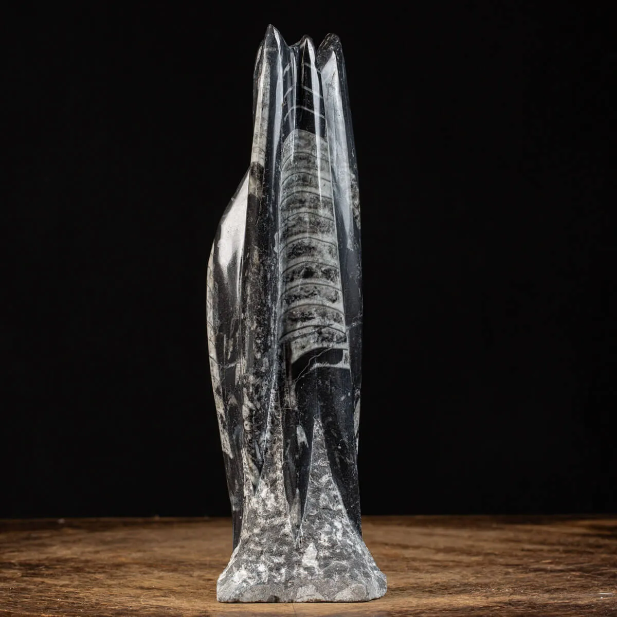 Orthoceras a Forma di Torre: L'Arte della Natura.