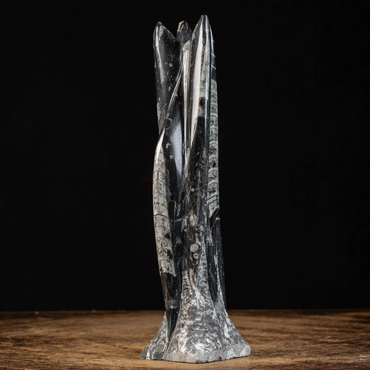 Orthoceras a Forma di Torre: L'Arte della Natura.