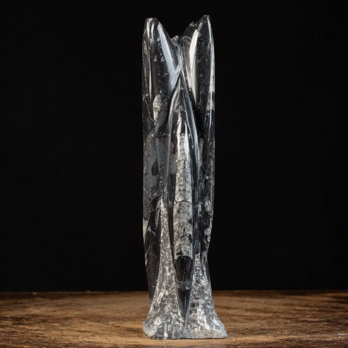 Orthoceras a Forma di Torre: L'Arte della Natura.