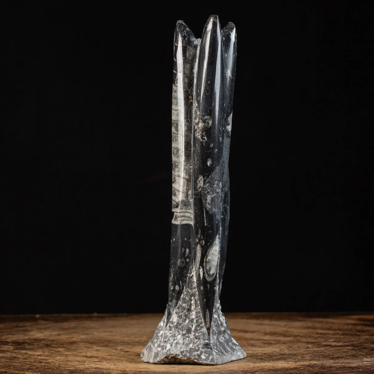 Orthoceras a Forma di Torre: L'Arte della Natura.