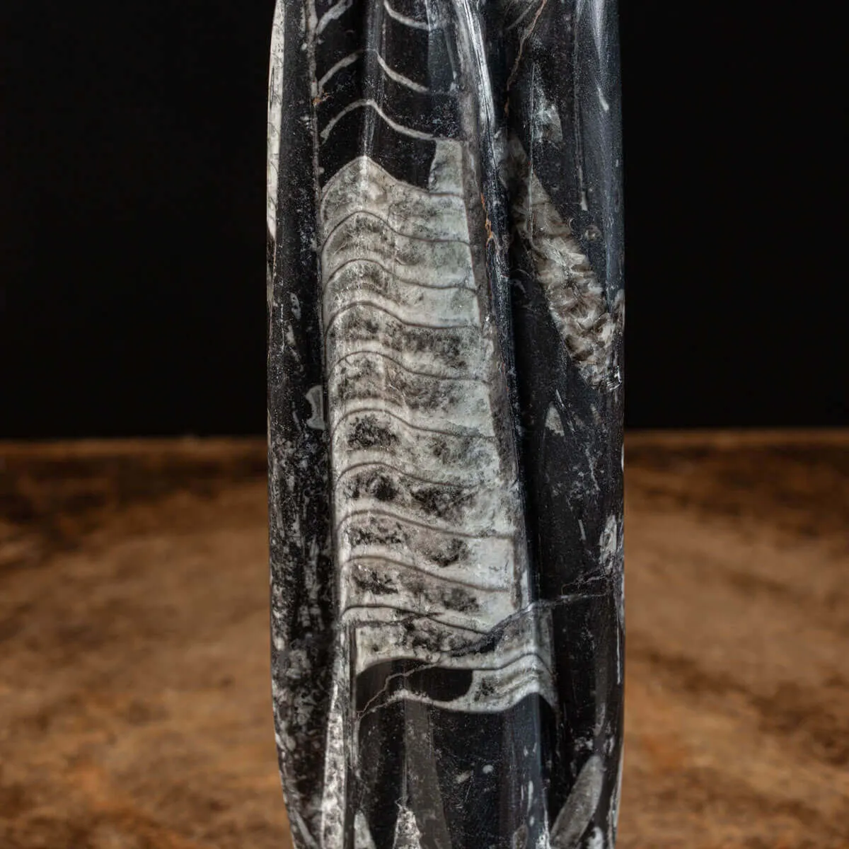 Orthoceras a Forma di Torre: L'Arte della Natura.