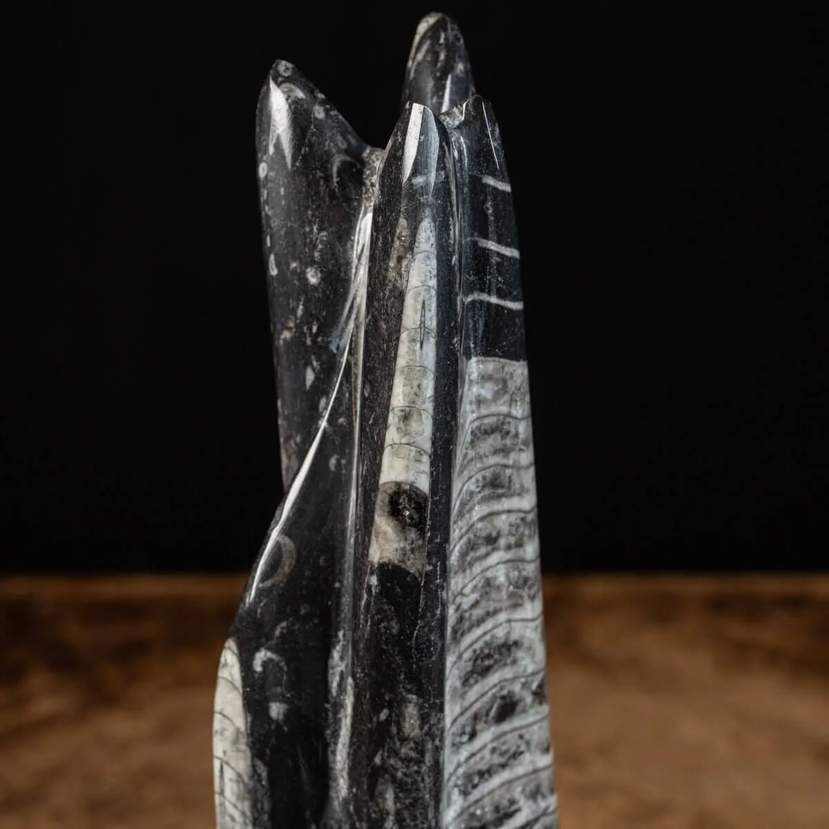 Orthoceras a Forma di Torre: L'Arte della Natura.