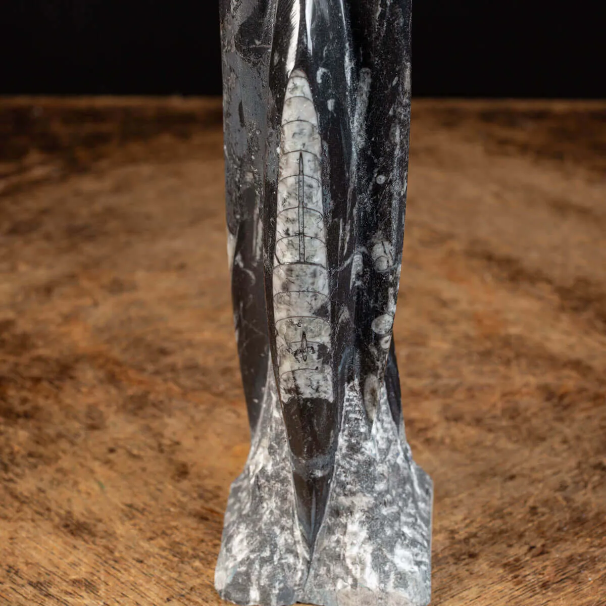 Orthoceras a Forma di Torre: L'Arte della Natura.