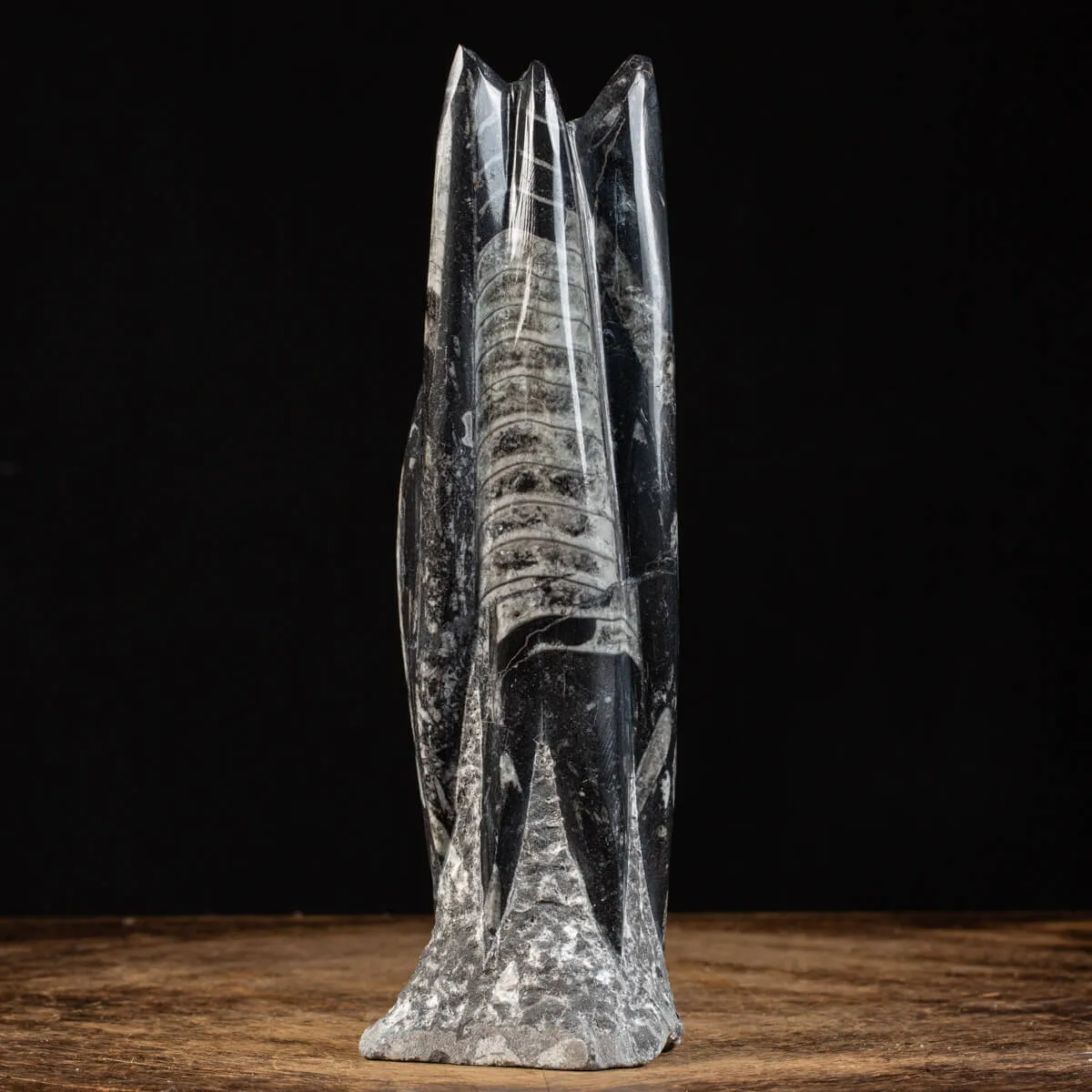 Orthoceras a Forma di Torre: L'Arte della Natura.