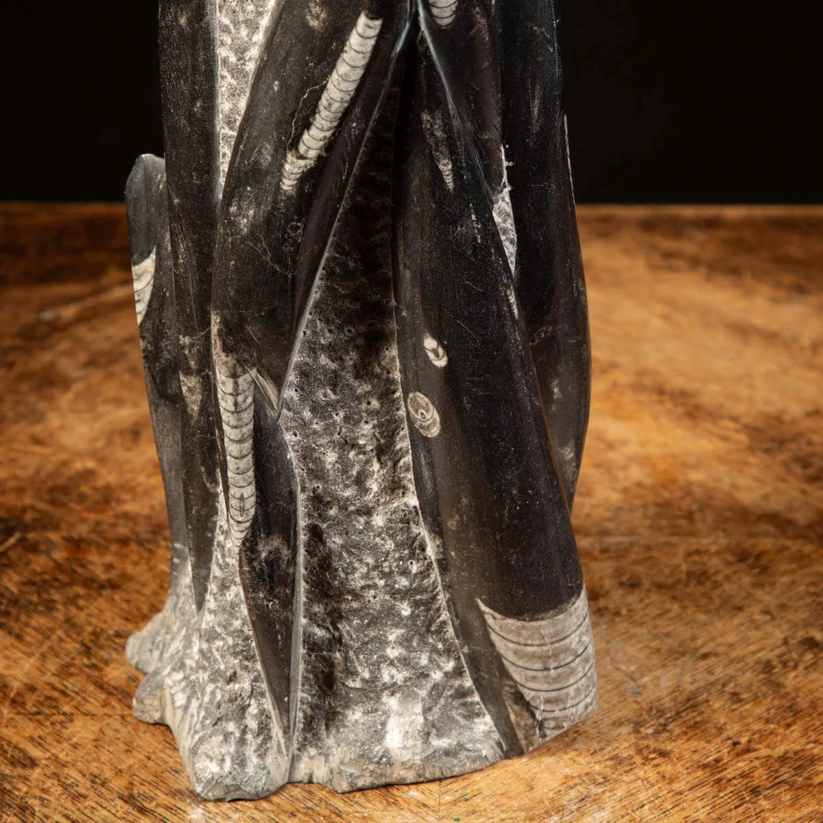 Orthoceras Fossili: Tesori Paleontologici per il Design d'Interni.