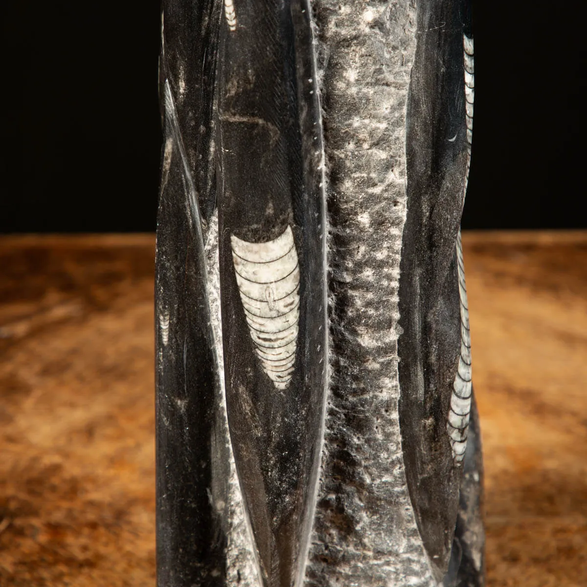 Orthoceras Fossili: Tesori Paleontologici per il Design d'Interni.