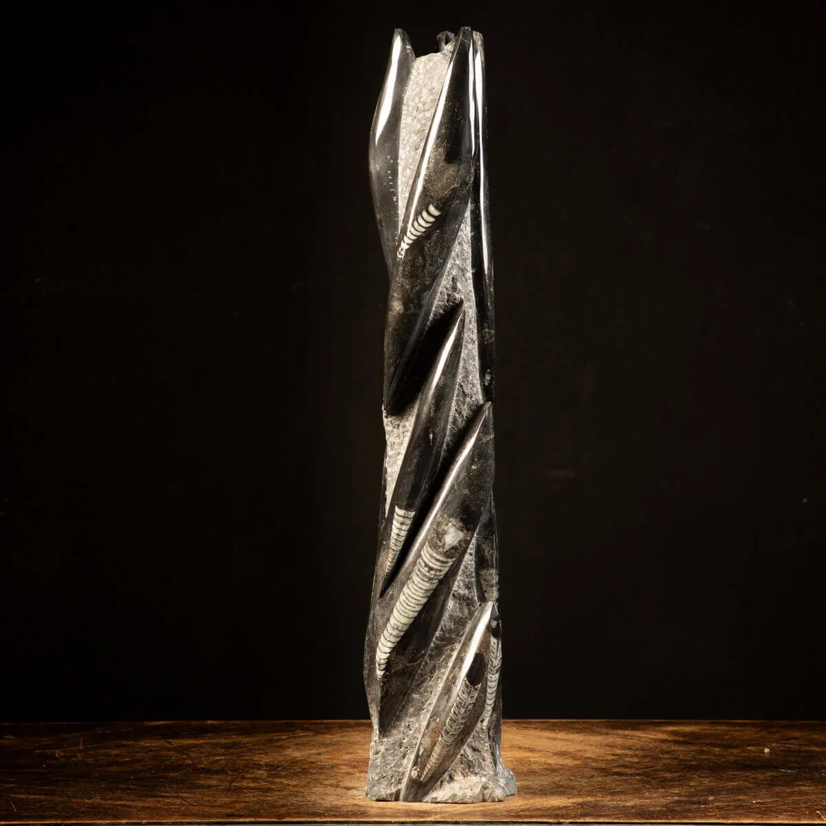 Orthoceras Fossili: Tesori Paleontologici per il Design d'Interni.