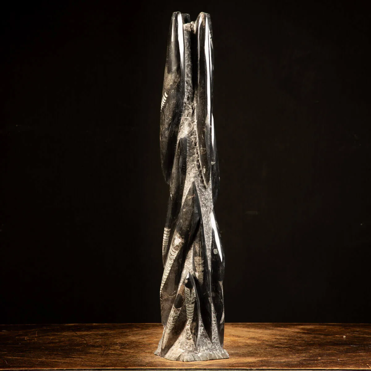 Orthoceras Fossili: Tesori Paleontologici per il Design d'Interni.