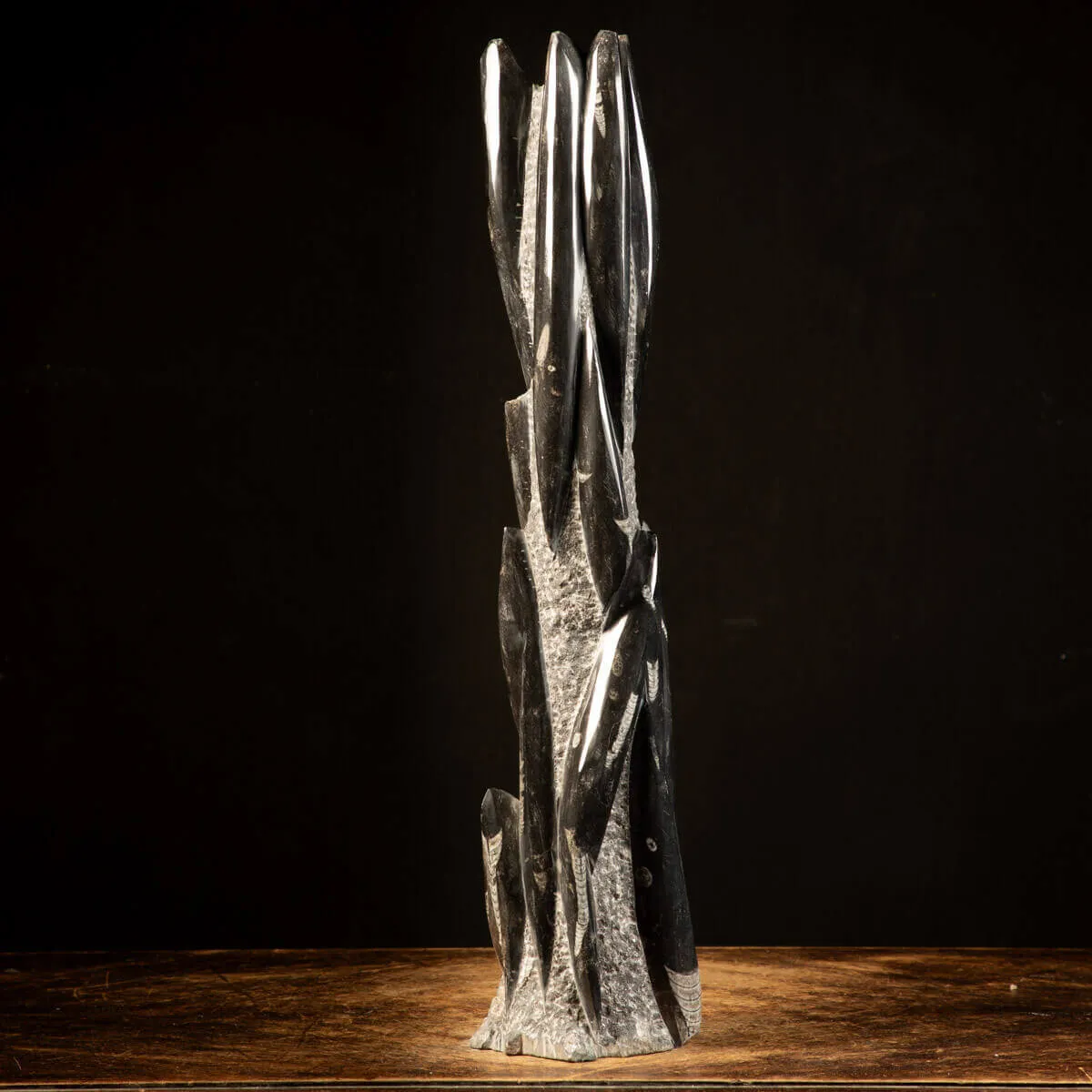 Orthoceras Fossili: Tesori Paleontologici per il Design d'Interni.