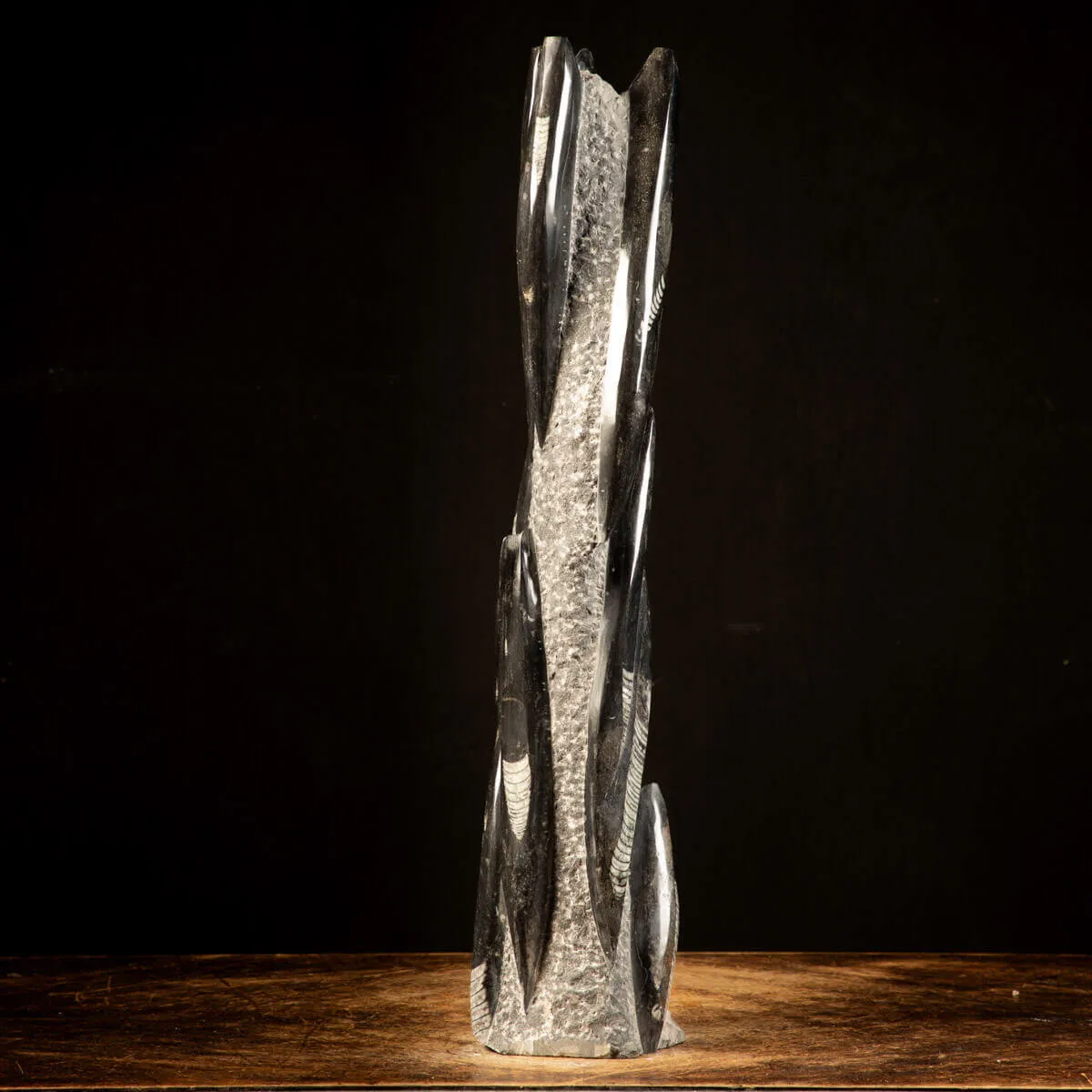 Orthoceras Fossili: Tesori Paleontologici per il Design d'Interni.