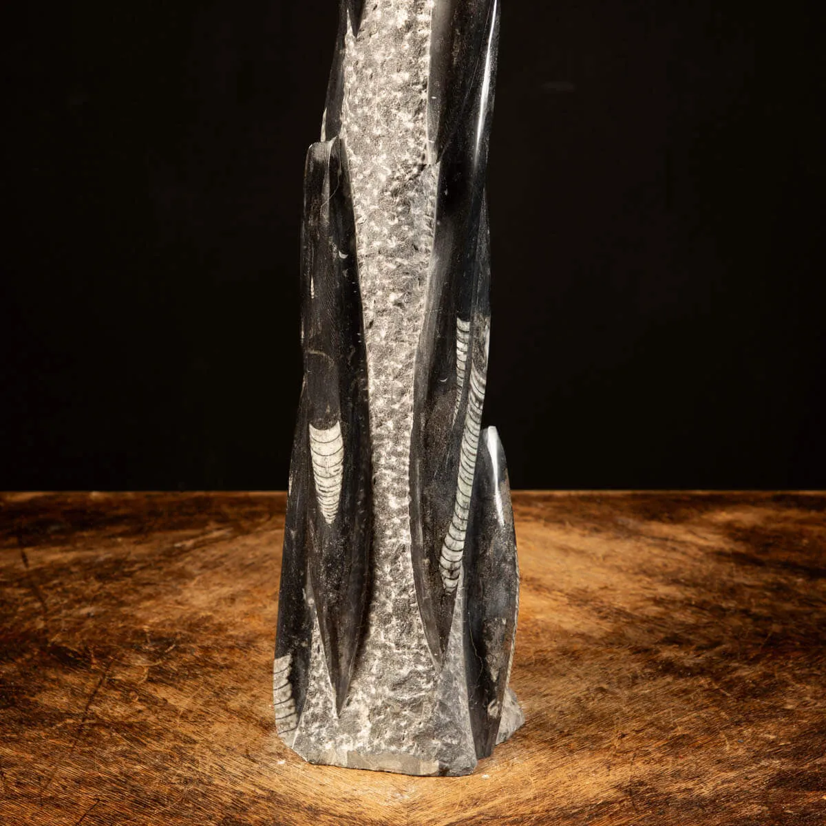 Orthoceras Fossili: Tesori Paleontologici per il Design d'Interni.