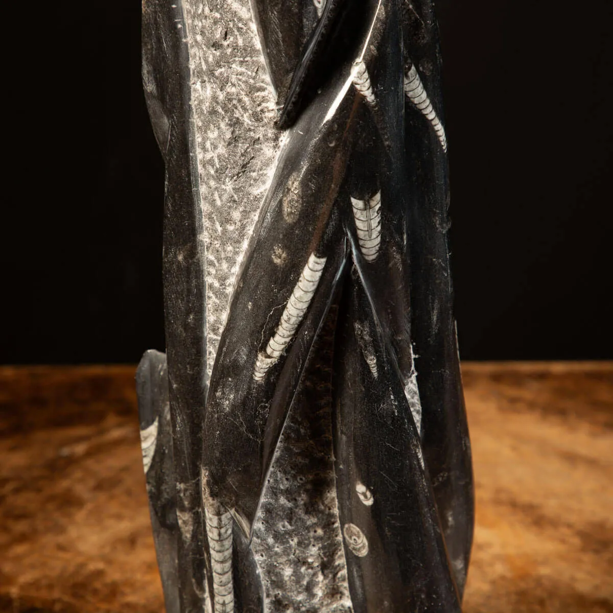 Orthoceras Fossili: Tesori Paleontologici per il Design d'Interni.