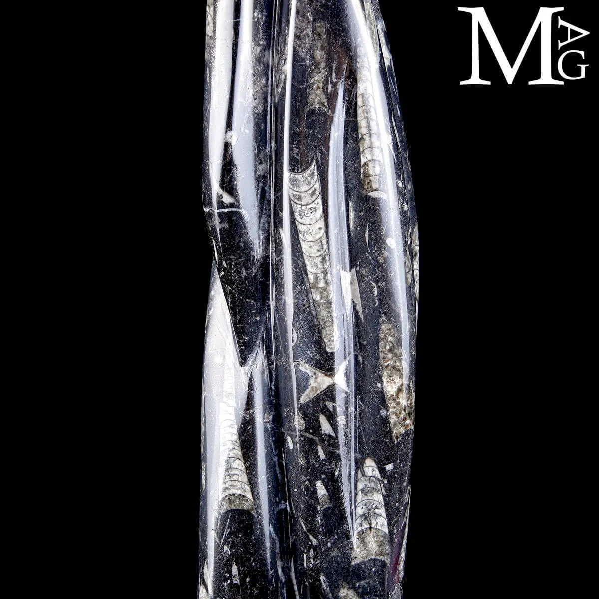 Scultura Fossile in Orthoceras – Eleganza Naturale