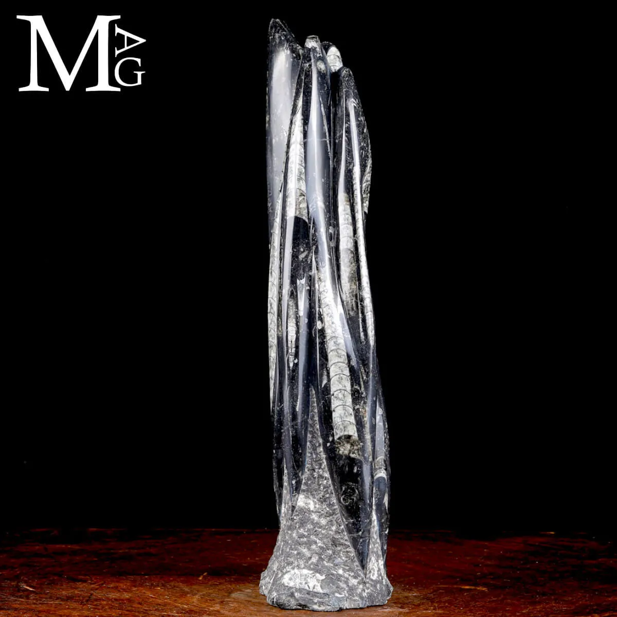 Scultura Fossile in Orthoceras.