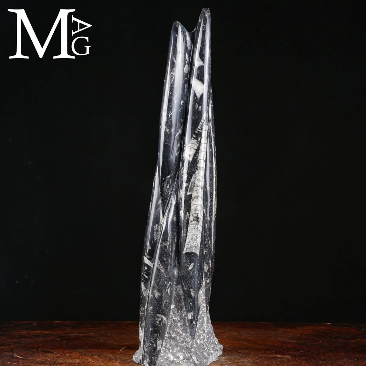 Scultura Fossile in Orthoceras.